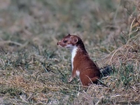 Evcil Gelincik Beslenebilir mi?