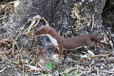 Kolombiya Gelinciği Yetiştirilmesi