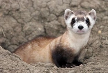 Sibirya Gelinciği Türleri ve Özellikleri