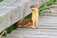 Uzun Kuyruklu Gelincik Yavrusu 