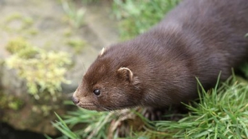 Avrupa Vizonu Türleri ve Özellikleri